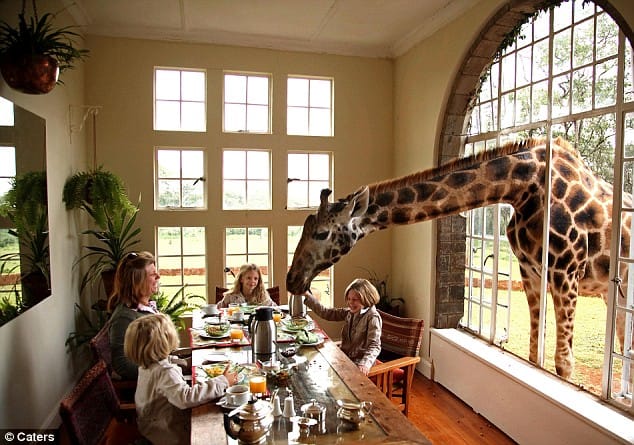 giraffebkfast