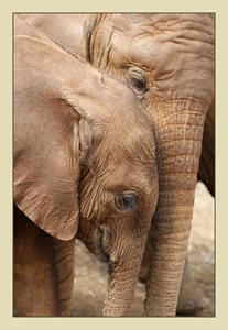 Two of the elephant orphans at the trust - you can sponsor one!