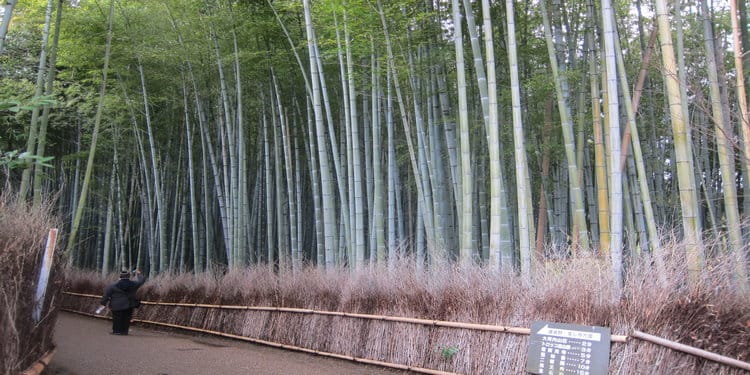 Bamboo Forest