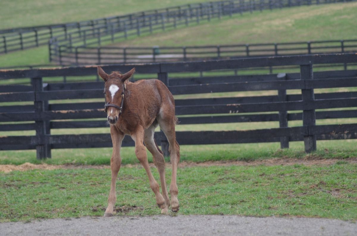 A newborn wobbly-legged colt and potential Kentucky Derby contender. 