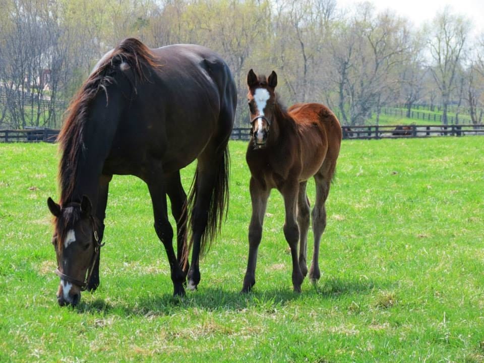 Mother Russia, a former racehorse with her month old colt