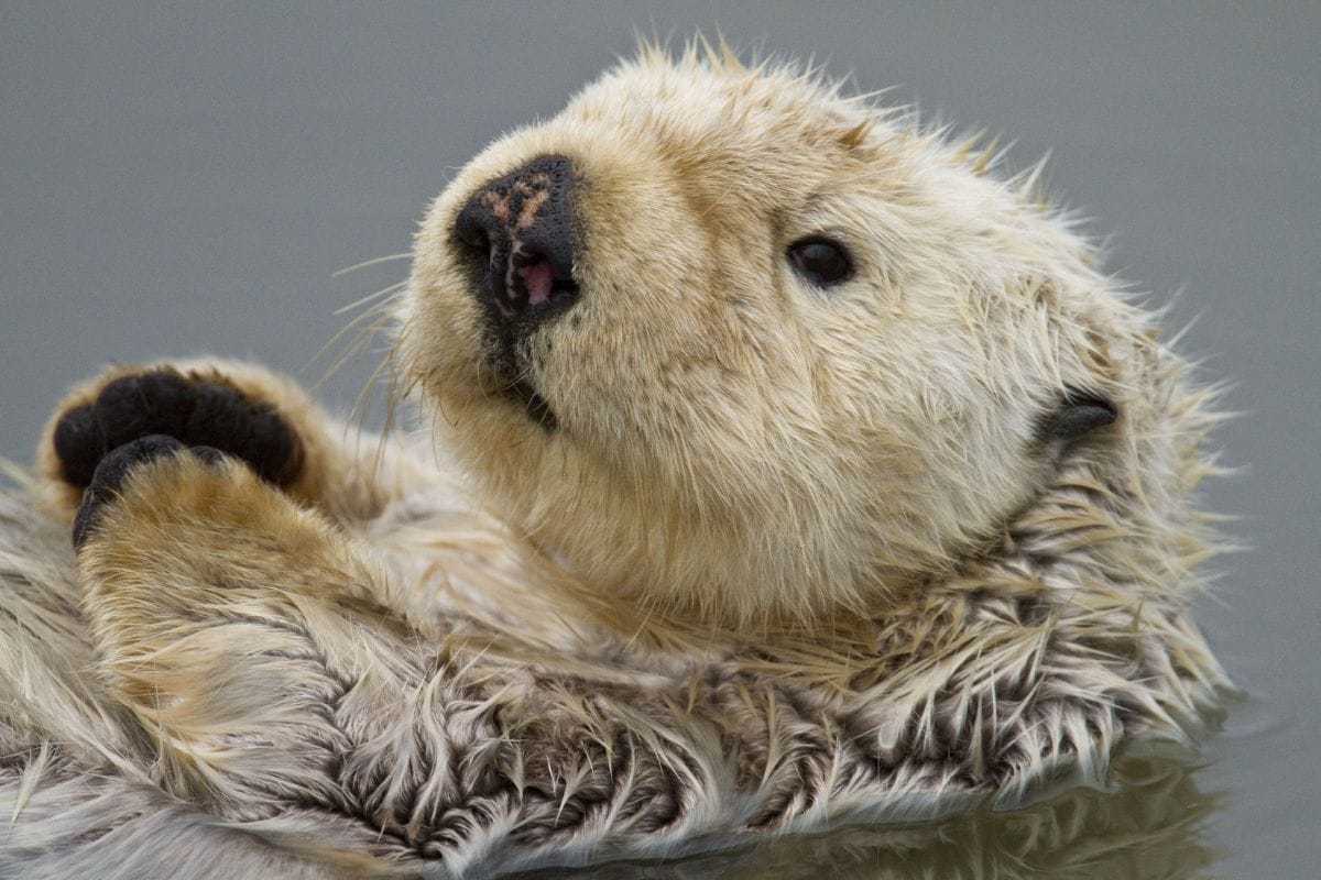 sea otter