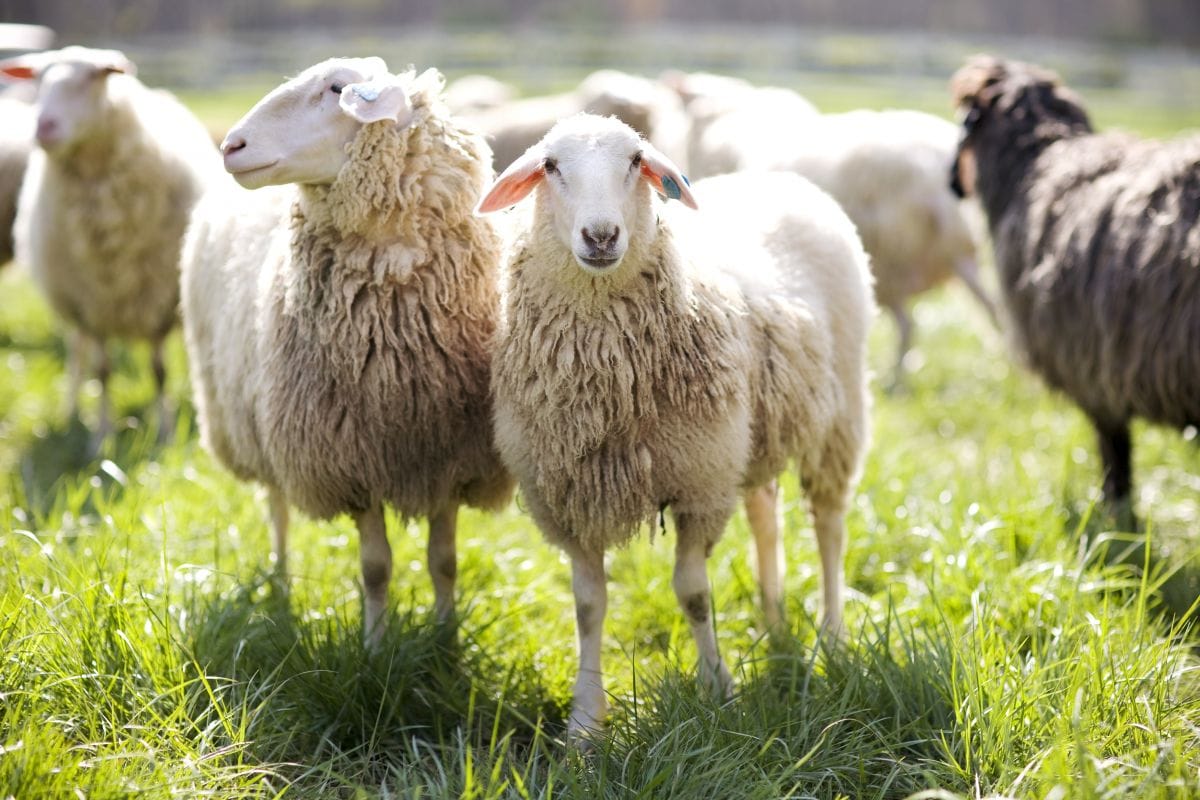 Photographs of Blackberry Farms Spring Dairy with Vicki Milligan