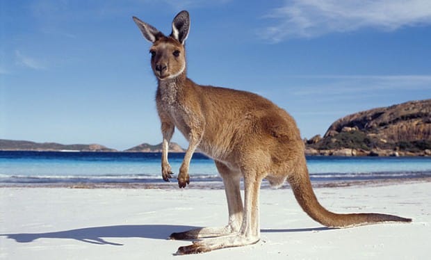 Kangaroo-Island-1-620x374