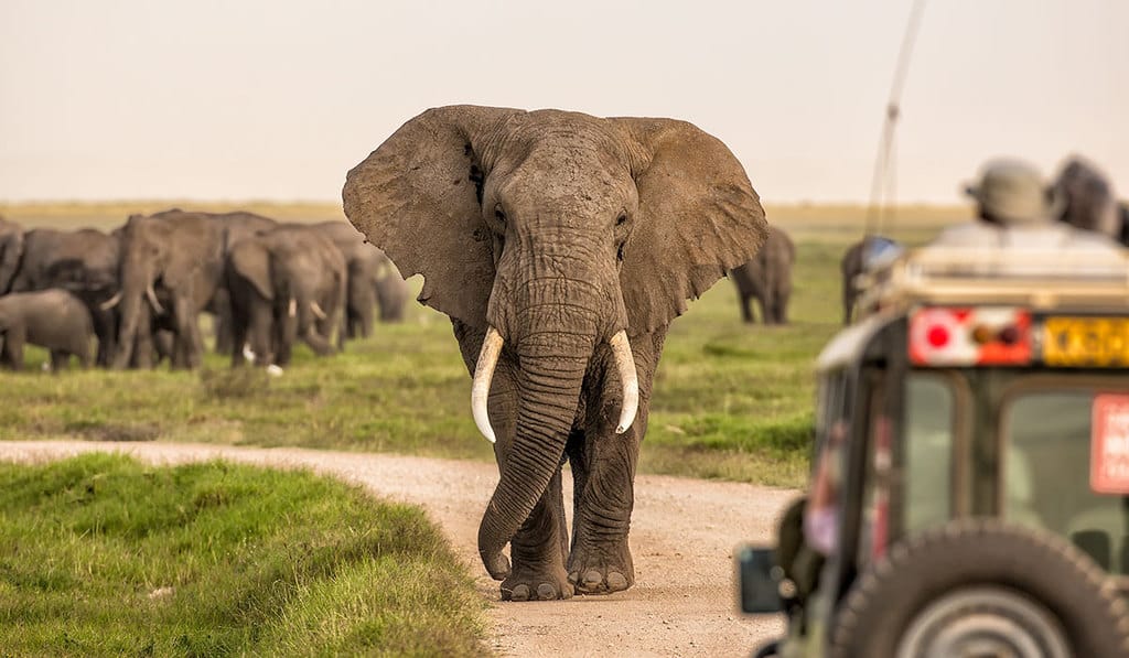 Amboseli-Elephant-1200x700