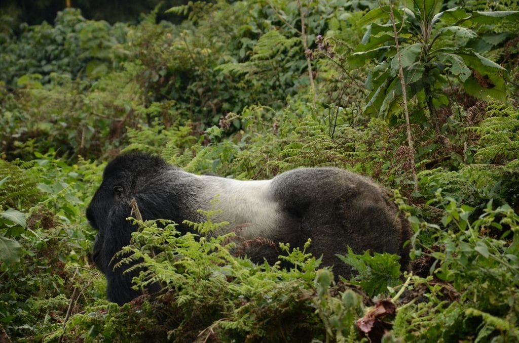 Gorilla Trekking in Rwanda: A Birthday in Volcanoes National Park