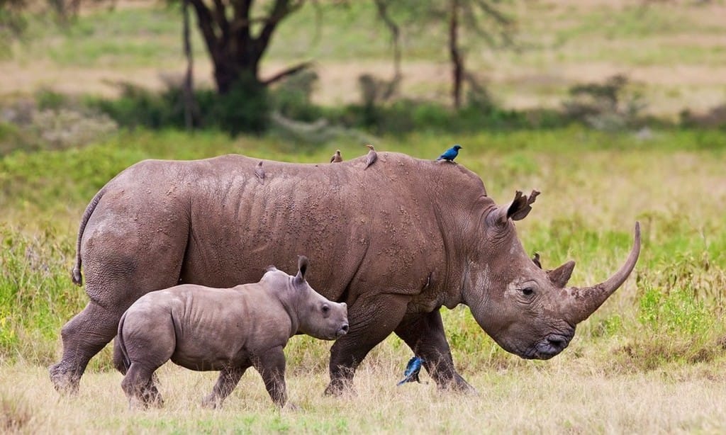 rhinos-sanwild-1074x644