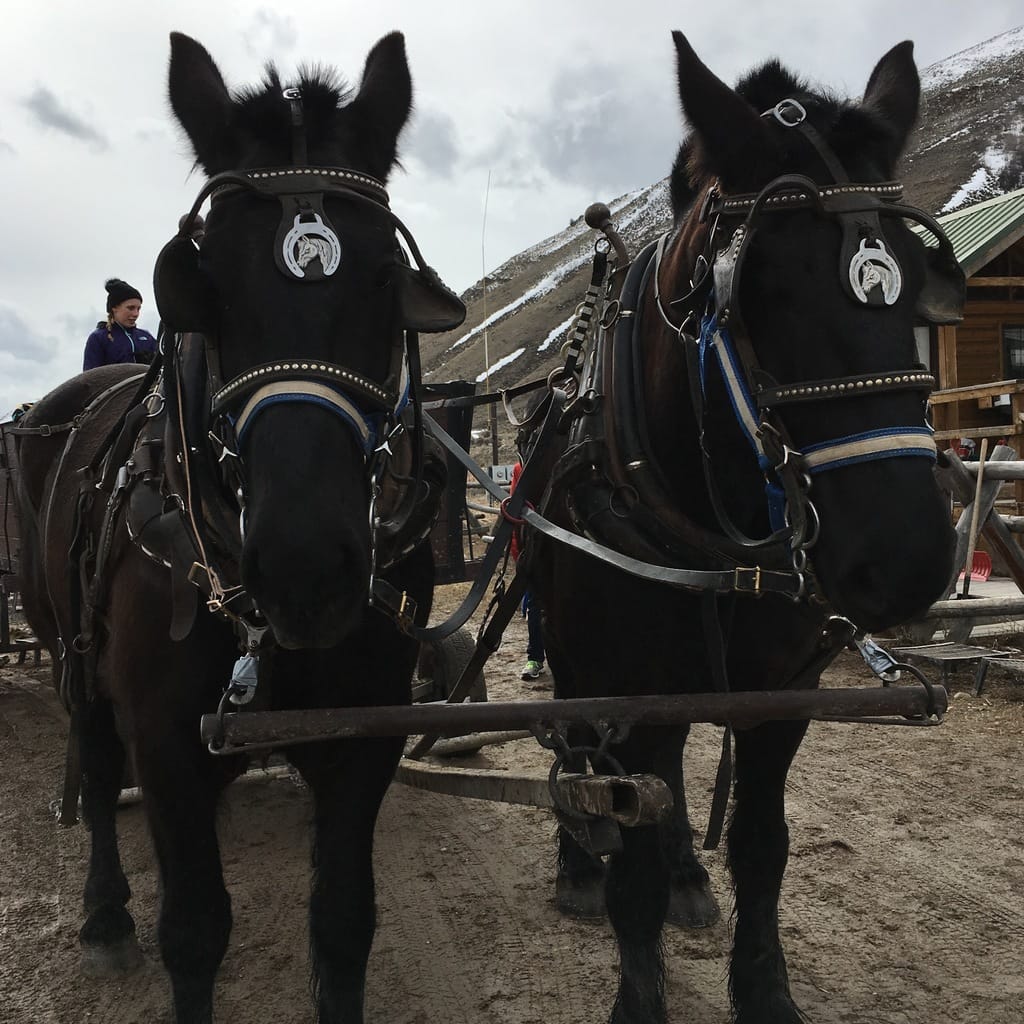 Family Time In Jackson Hole, Wyoming
