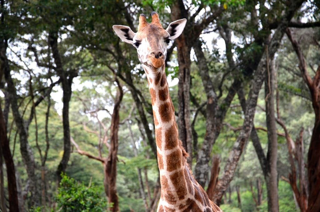 Return to Giraffe Manor in Kenya