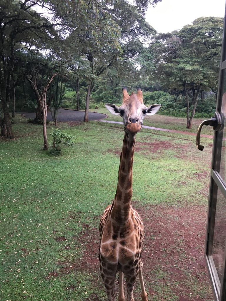 Return to Giraffe Manor in Kenya