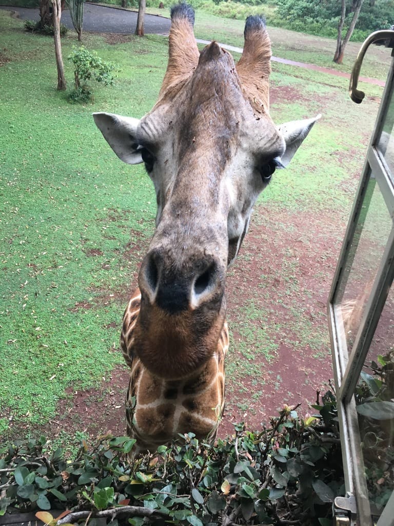 Return to Giraffe Manor in Kenya