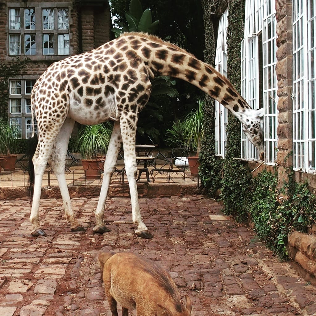 Return to Giraffe Manor in Kenya