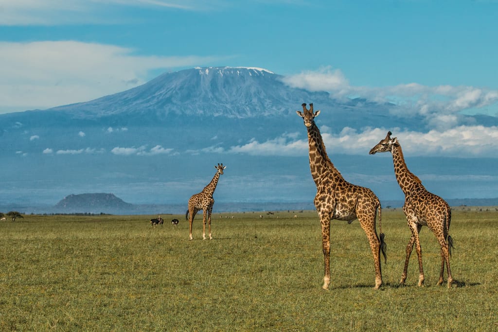 Just Checked Out: Ol Donyo Lodge, Kenya