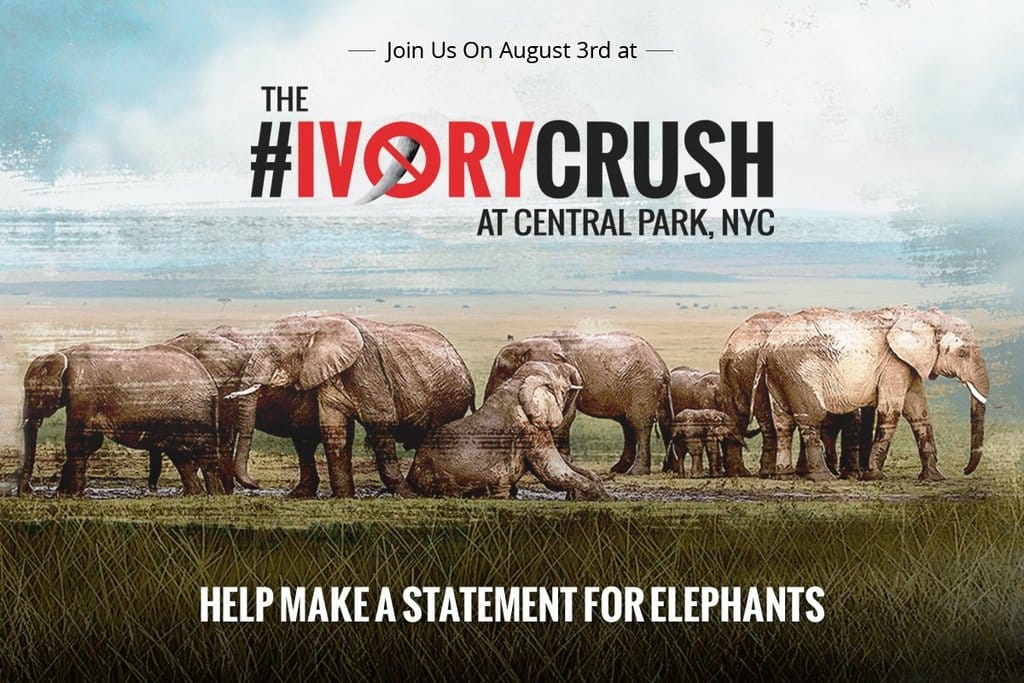 Ivory Only Belongs On Elephants