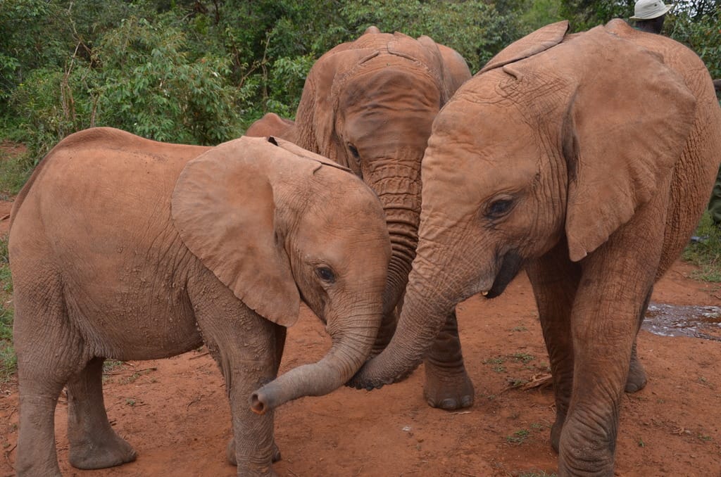 Ivory Only Belongs On Elephants