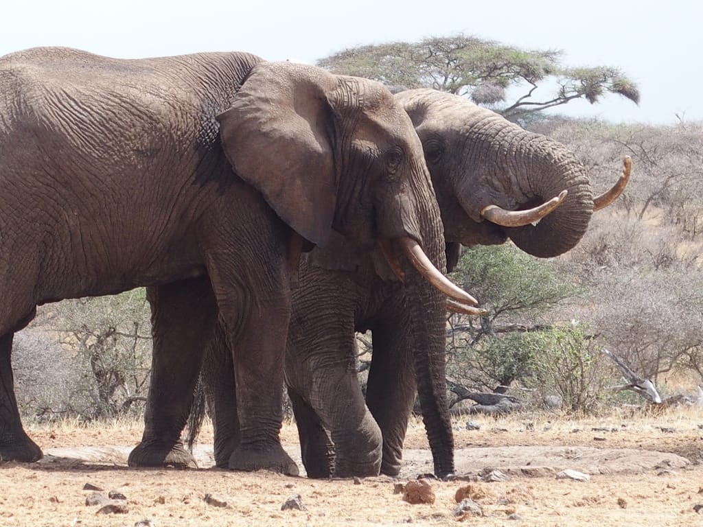 Ivory Only Belongs On Elephants