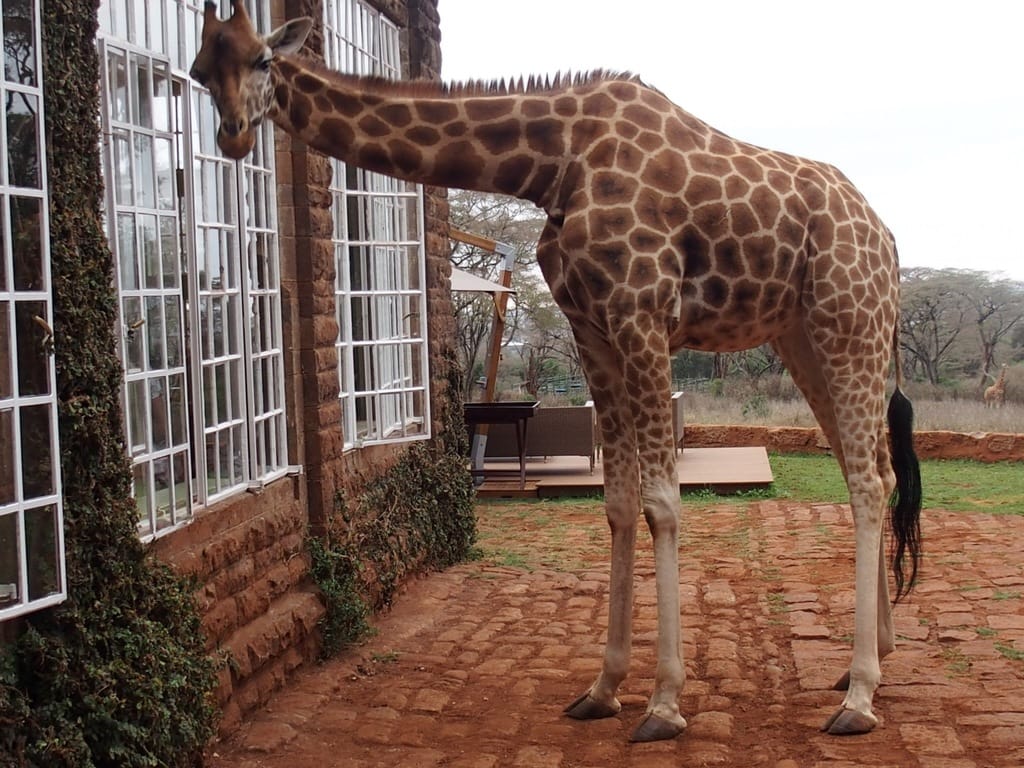 Back (again) to Giraffe Manor in Nairobi, Kenya