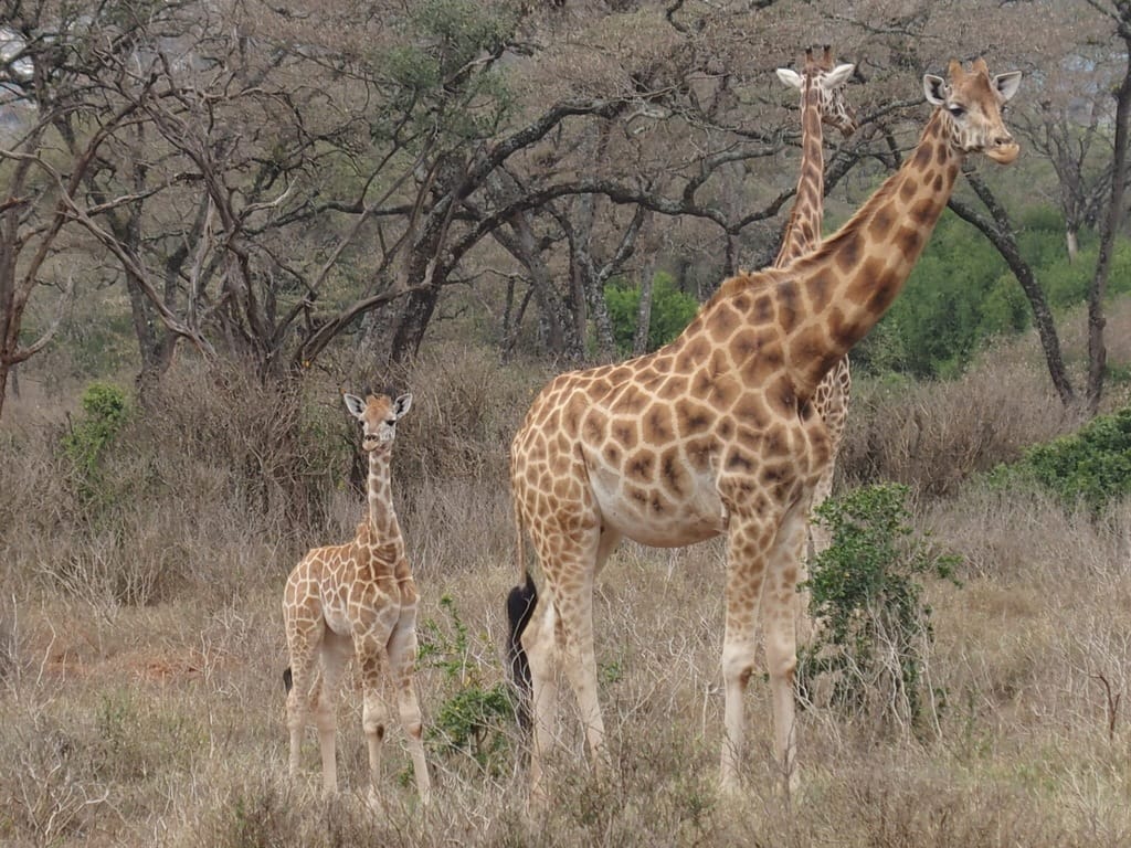 Back (again) to Giraffe Manor in Nairobi, Kenya