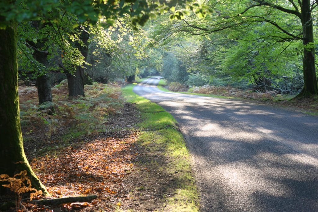 Postcard From The Pig, New Forest