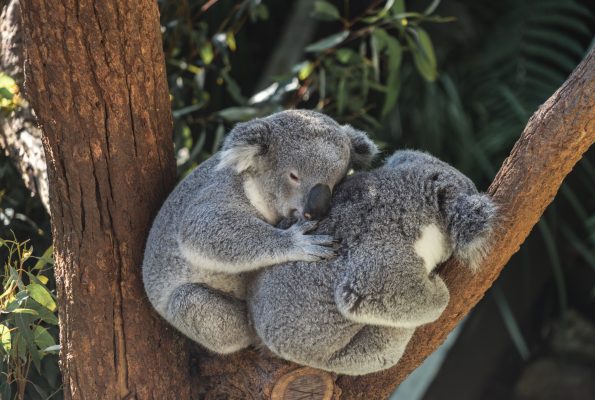 Koalas bushfire